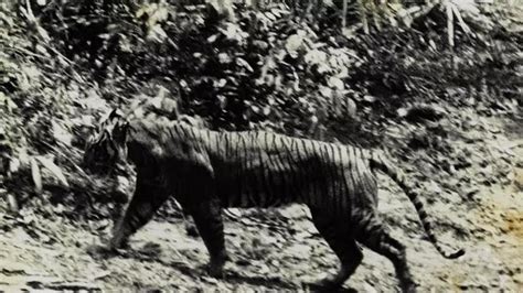 BENARKAH HARIMAU JAWA MASIH HIDUP DI LERENG GUNUNG RAUNG?