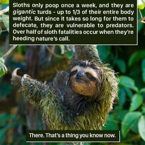 18 Weird Animal Facts You Can Probably Live Without in 2021 | Weird animal facts, Animal facts ...
