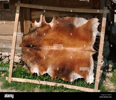 Animal hide skin hi-res stock photography and images - Alamy