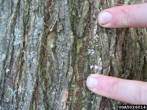 European elm bark beetle, smaller European elm bark beetle (Scolytus multistriatus)