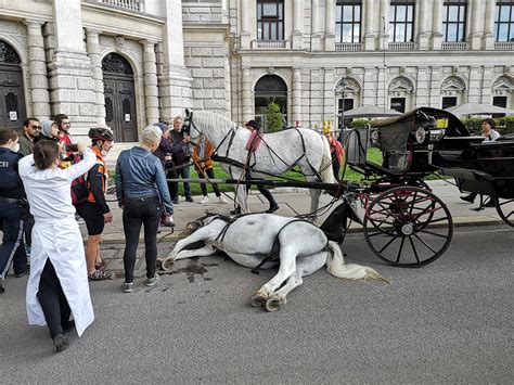 Why We Should Be Galloping To Ban Horse And Carriage Rides