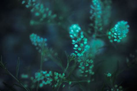 48 best images about Bioluminescent plants on Pinterest | Glow, Rhode ...