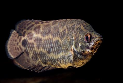 Leopard Bushfish (Ctenopoma acutirostre): Ultimate Care Guide - Fish ...