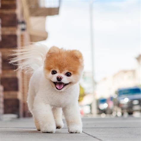 8 Cutest and Most Hilarious Dog Haircuts for Your Inspiration