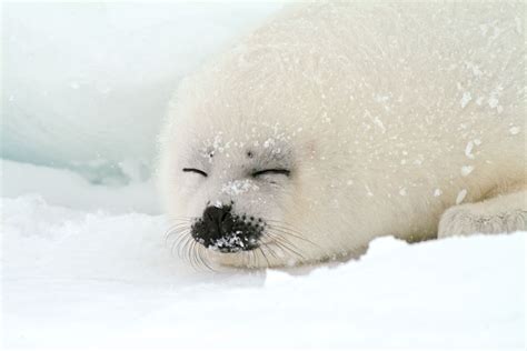 Harp Seal: Lazy (Albeit Cute)? - Ocean Conservancy