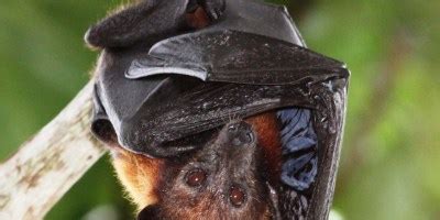 FRUIT & NECTAR BATS – MAMMALS OF BORNEO