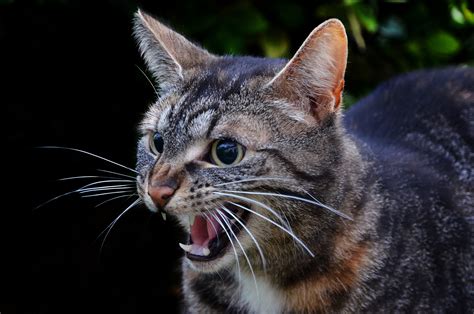 Top Tips to Stop Cat Hissing and Growling Effectively | PawTracks