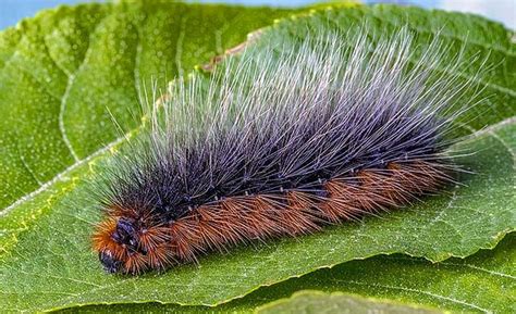 World's Top 15 Poisonous Caterpillars | Venomous Caterpillars | Poisonous caterpillars, Venomous ...