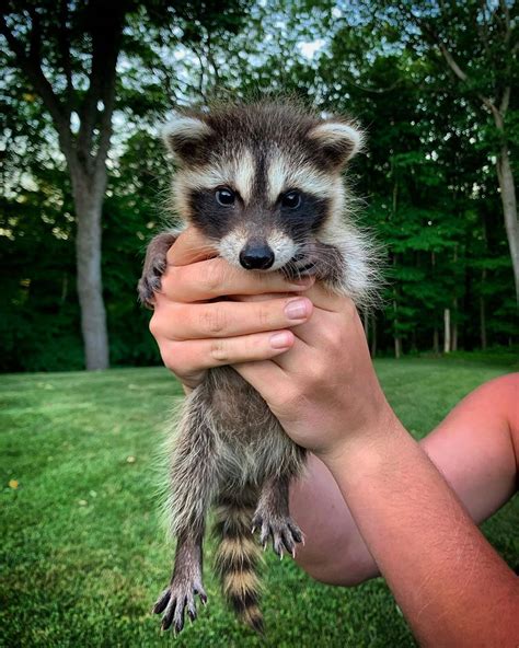 when do raccoons have babies in missouri - Easter Engel