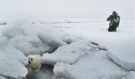 Endangered Caspian Seal Habitat Awarded Important Marine Mammal Area Status | IUCN