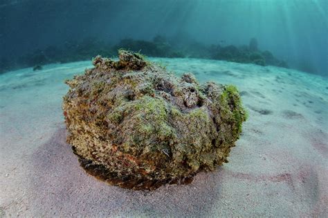 A Predatory Stonefish Lies Camouflaged Photograph by Ethan Daniels - Pixels