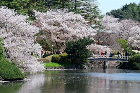 Cherry Blossoms at Tokyo’s Beautiful Shinjuku Gyoen 006 | JAPAN Forward