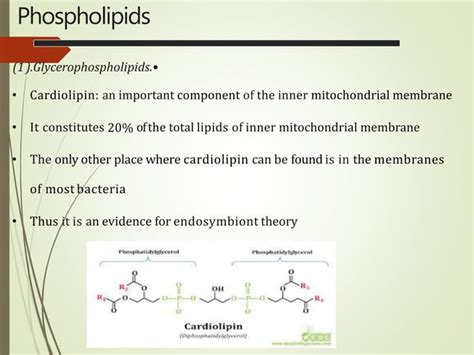 membrane lipids & its types