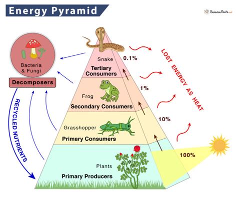 Energy Pyramid – Definition, Trophic Levels, and Example