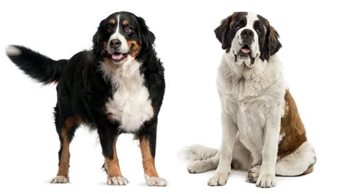 Bernese Mountain Dog Vs Saint Bernard - Biggest Differences And ...