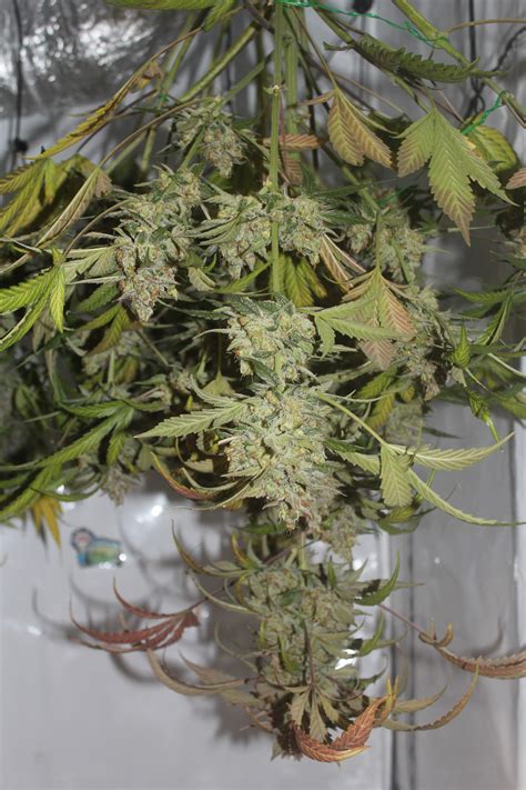 Ganja Farmer Seeds AK 2.0 XL Auto grow diary (journal) harvest8 by GODSGIFT_2005_JM - GrowDiaries