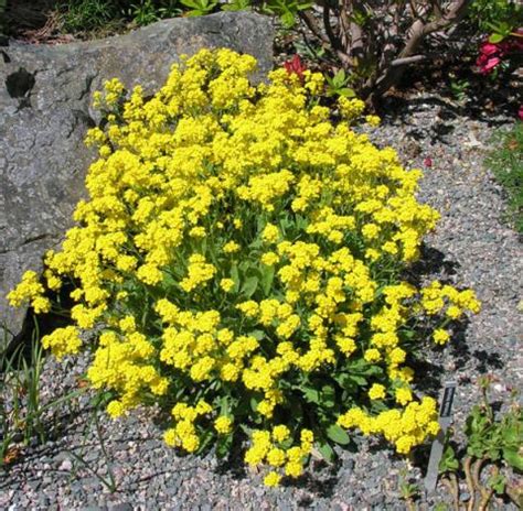 Aurinia saxatilis | North American Rock Garden Society