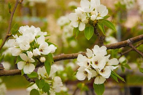 Blooming Apple Tree In Spring Time Background Nature Vibrant Photo And Picture For Free Download ...