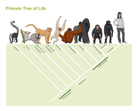 Phylogenetic Tree of Primate | Phylogenetic tree, Primates, New world monkey