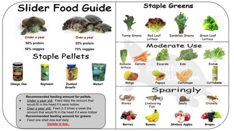 Red earred slider food guide. What can turtles eat. | Slider recipes ...