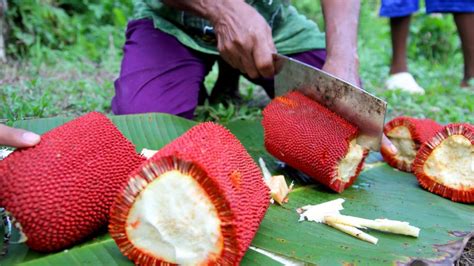 Health benefits of Red fruit (Buah merah) | HB times