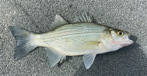 White Bass Fish (Silver Bass Fish) Species | BadAngling