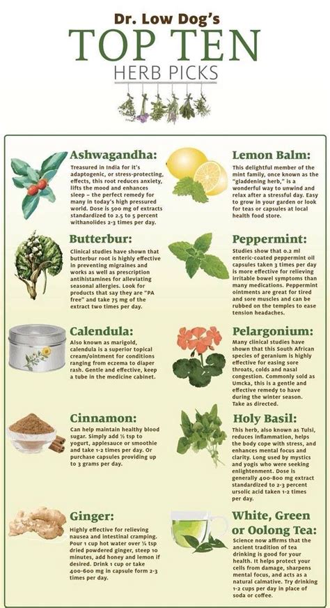 Top 10 Indian Medicinal Herbs for Health and Wellness