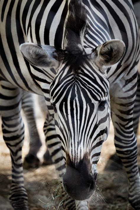 Photography Day at the Beardsley Zoo - SIGMA Blog