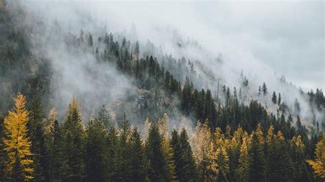 Wilderness wallpaper, nature, tree, fog, woody plant, mountain, mist | Forest wallpaper, Misty ...
