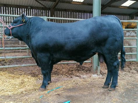 1 Aberdeen Angus Breeding Bull | SellMyLivestock - The Online Livestock ...