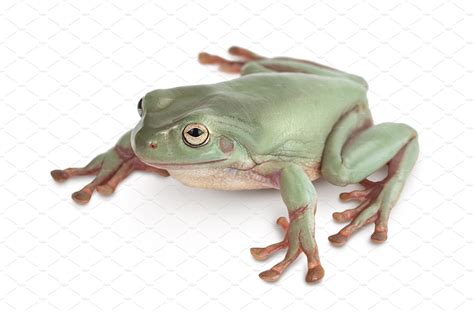 The Australian green tree frog | Animal Stock Photos ~ Creative Market