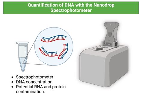 Quantifying and Checking Genomic DNA