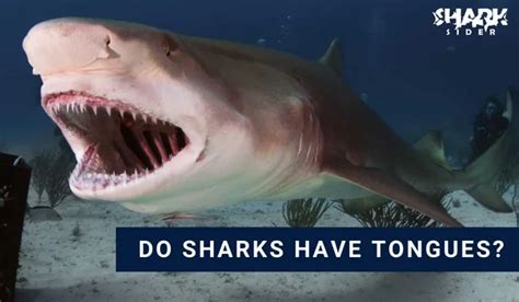 Do Sharks Have Tongues? What is their purpose? | Shark Sider