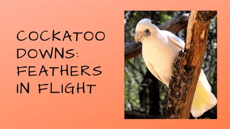 Contradictory Cockatoo Behavior – Pamela Clark, CPBC