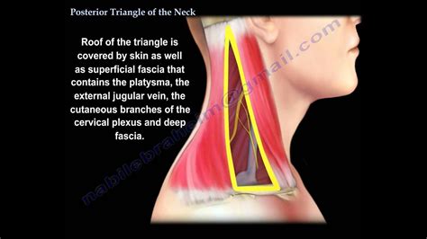 Posterior Triangle Of The Neck - Everything You Need To Know - Dr. Nabil Ebraheim - YouTube