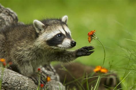 Download A curious raccoon investigating its surroundings | Wallpapers.com