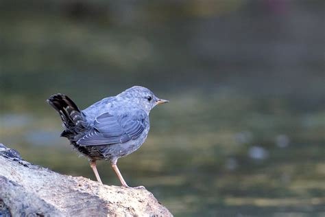 American Dipper — Eastside Audubon Society