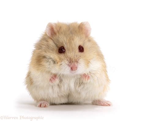 Dwarf Siberian Hamster photo WP17276