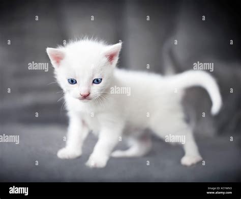 Little white kitten with beautiful blue eyes Stock Photo - Alamy