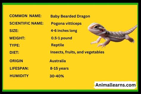 Baby Bearded Dragon: Interesting Facts, Habitat — Animallearns | by Animal Learns | Medium