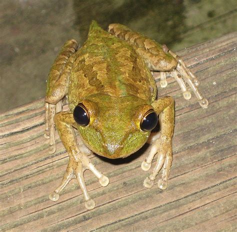 Cuban Tree Frog Facts and Pictures