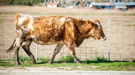 Dirty Cow Stock Images - Download 4,008 Royalty Free Photos