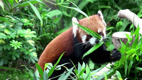 Red Panda Eating Bamboo Stock Footage Video 3203815 - Shutterstock