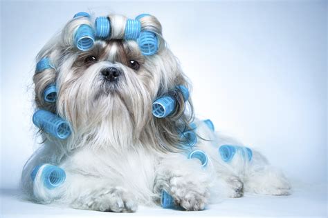 12 Adorable Shih Tzus Who Will Make Your Day Better