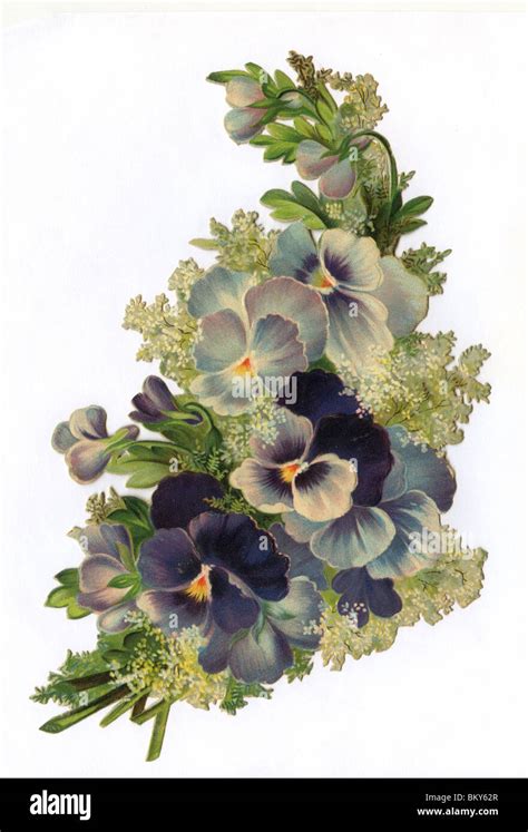 Blue and Purple Pansy Bouquet Stock Photo - Alamy