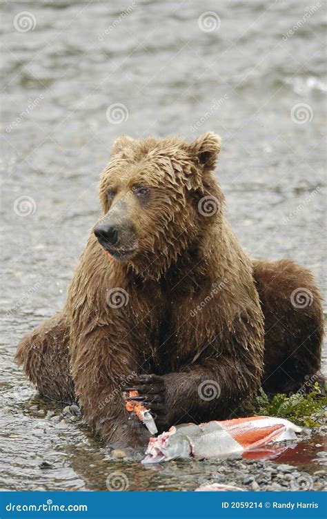 Brown bear eating salmon stock photo. Image of eating - 2059214