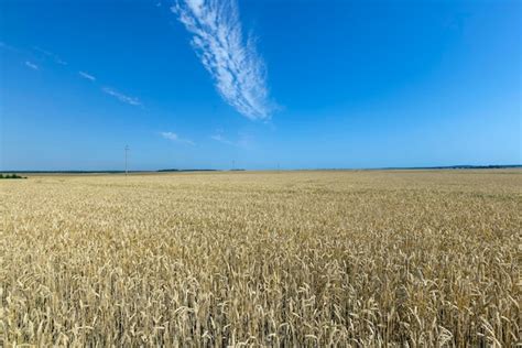 Premium Photo | Ripe wheat harvest in summer