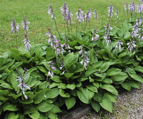 Hosta spp: How To Grow And Care For Hosta Plant