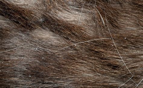 Flea Eggs vs. Dandruff: How Can I Tell The Difference?