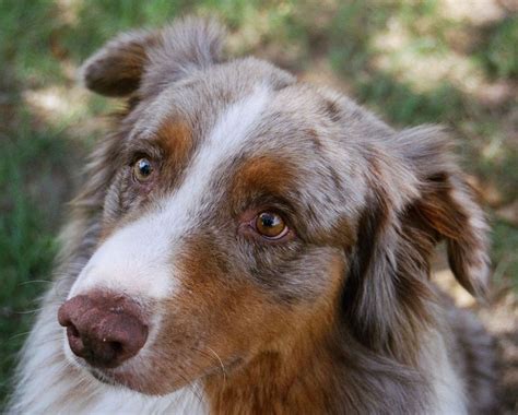 Aussie Eye Color and Eyeshine in 2021 | Australian shepherd, Aussie dogs, Domestic dog